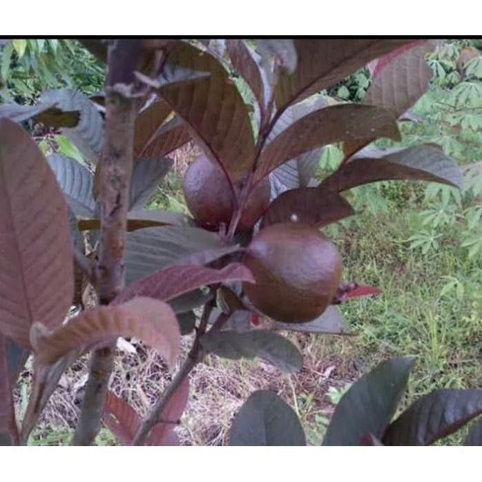 

Terlaris Bibit Jambu Krikil Merah Berbuah