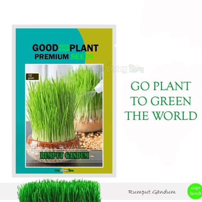 

Terlaris 10Gr - Benih Bibit Rumput Gandum Cat Grass Okegreenshop