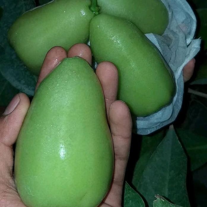 

Terlaris Bibit Jambu Air Tsg Siap Buah