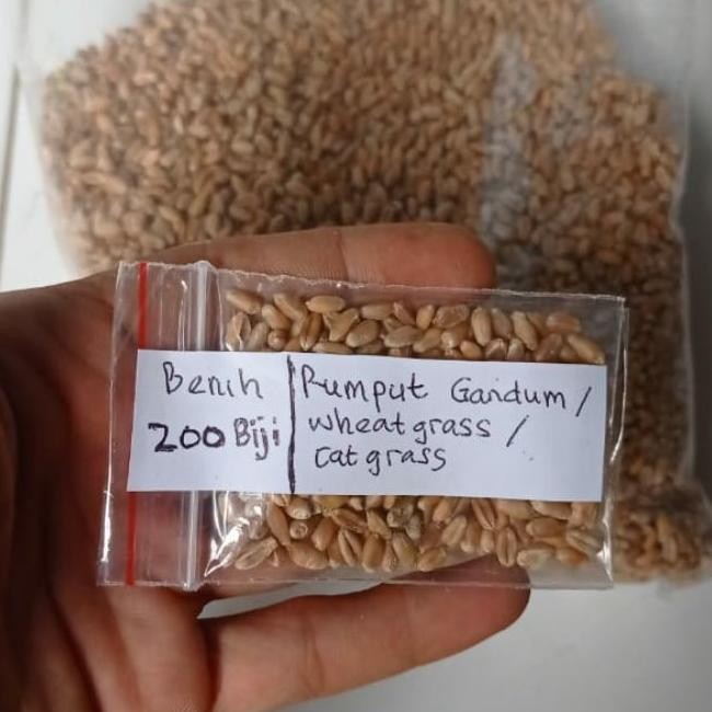 

Terlaris Biji Benih Bibit Rumput Gandum 200 Biji