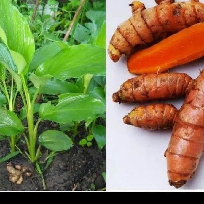 

Terlaris Bibit Kunyit / Tanaman Herbal Kunyit Cegah Maag