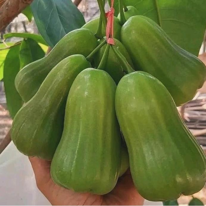 

Terlaris Benih/Bibit Jambu Air Green Giant