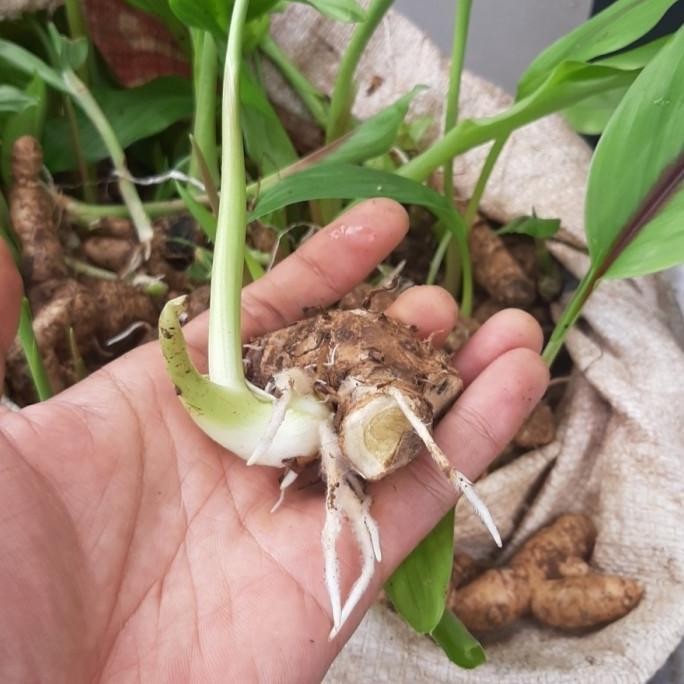 

Terlaris Paket 10 Bibit Kunyit Putih Jaminan 100% Tumbuh