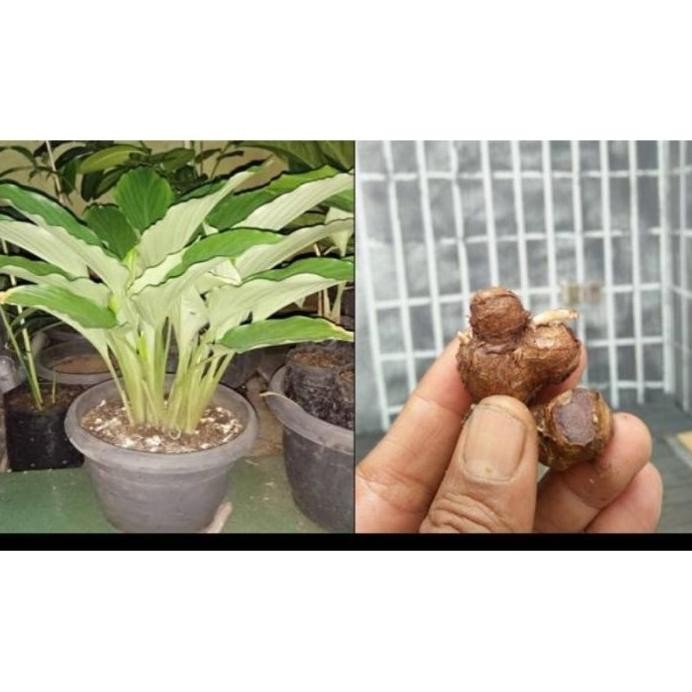 

Terlaris Bibit Kunyit Hitam 100% Pusbsi 3357Sf