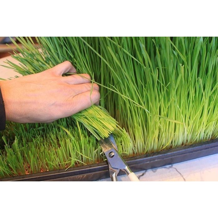 

Terlaris Um(1) Benih Wheat Grass / Wheatgrass Seed / Biji Rumput Gandum - 250 Gram