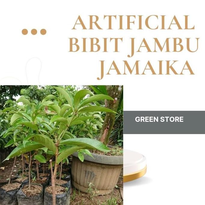 

Terlaris Artificial Bibit Jambu Jamaika Tinggi 60-70Cm