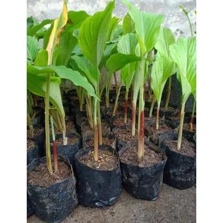 Terlaris Bibit Kunyit Hitam Original