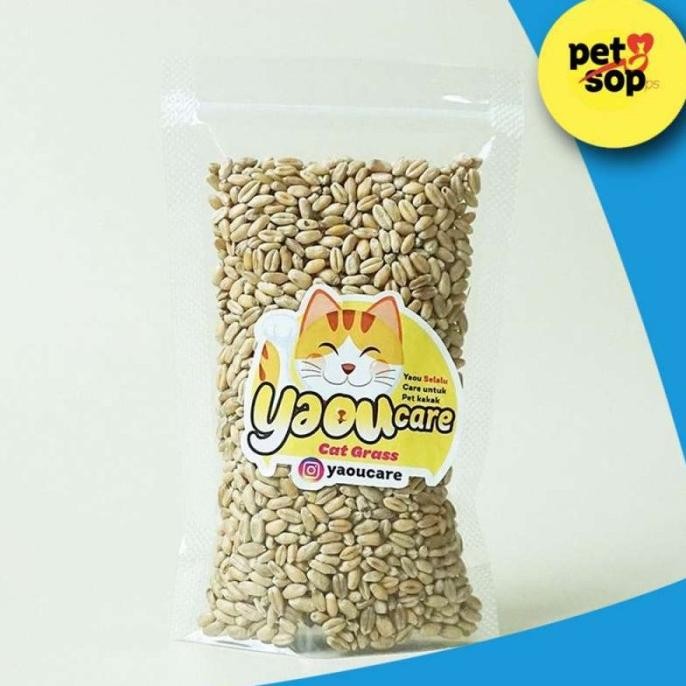 

Terlaris Benih Rumput Gandum Untuk Kucing 100Gr Bibit Cat Grass Microgreen Seed