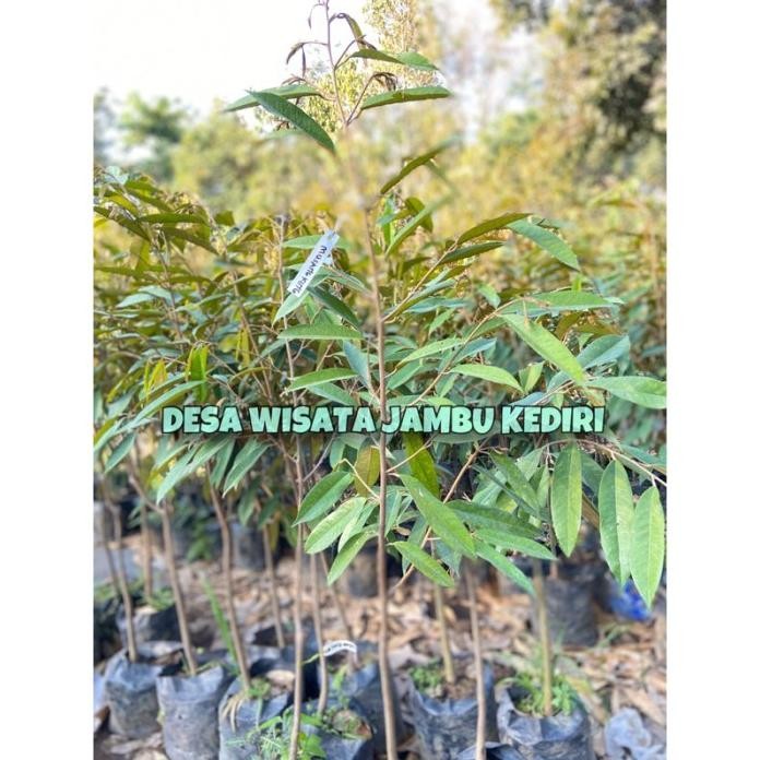 

Terlaris Bibit Durian Desa Wisata Jambu Kediri