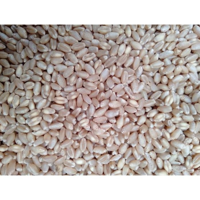 

Terlaris 50 Kilogram Gandum Import - Benih Bibit Gandum Berkualitas