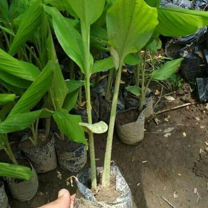

Terlaris Bibit Kunyit Putih Temu Putih