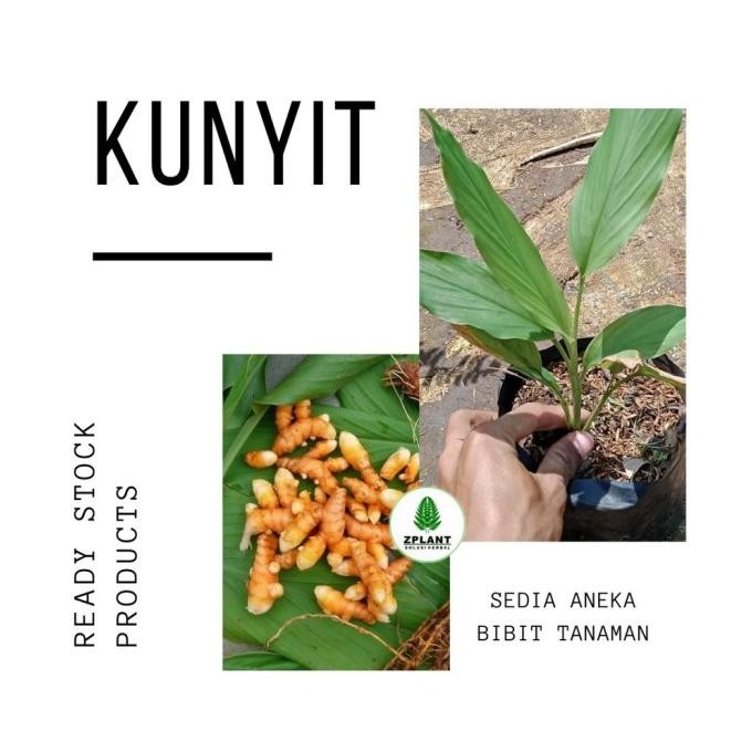 

Terlaris Obral Bibit Pohon Kunyit Tanaman Herbal Dan Bumbu Masak