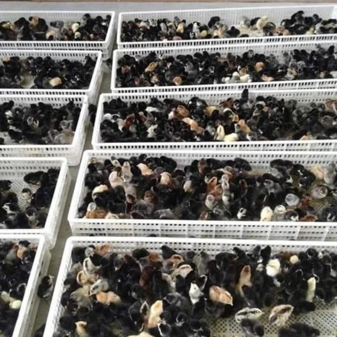 Doc Anak Ayam Kampung KUB 1 Box