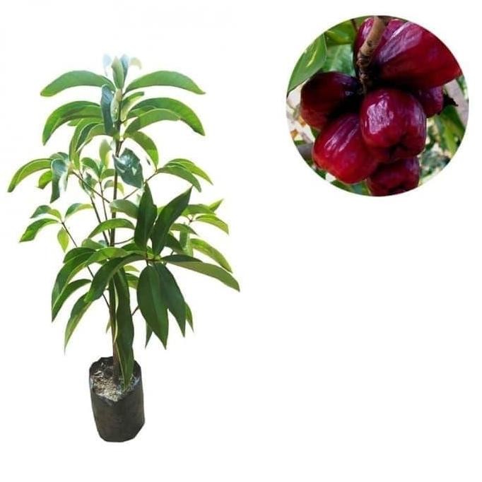 Terlaris Bibit Jambu Jamaika Jambu Jamaica Pohon Jambu Jamaika