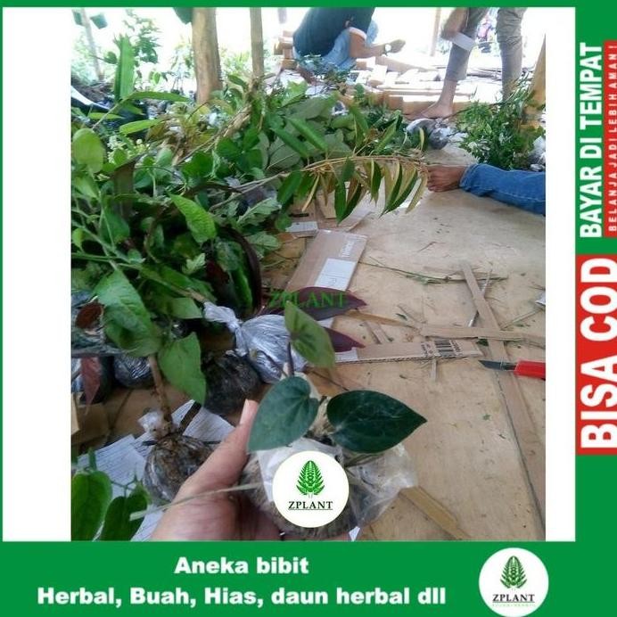 

Terlaris Terlaris Paket 3 Bibit Tanaman Daun Sirih Merah Hijau Hitam Pohon Obat