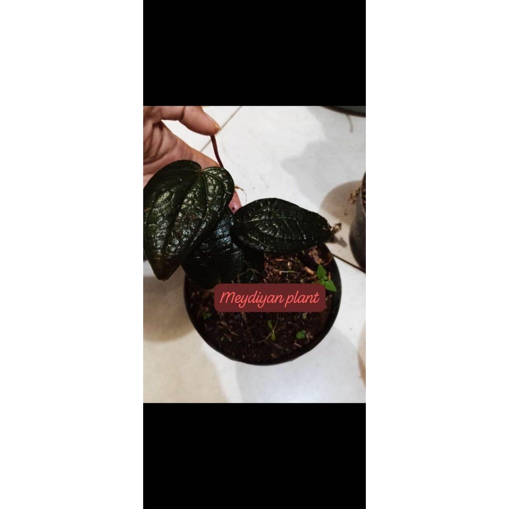 Terlaris Bibit Tanaman Sirih Hitam Original Asli Sangat Langka