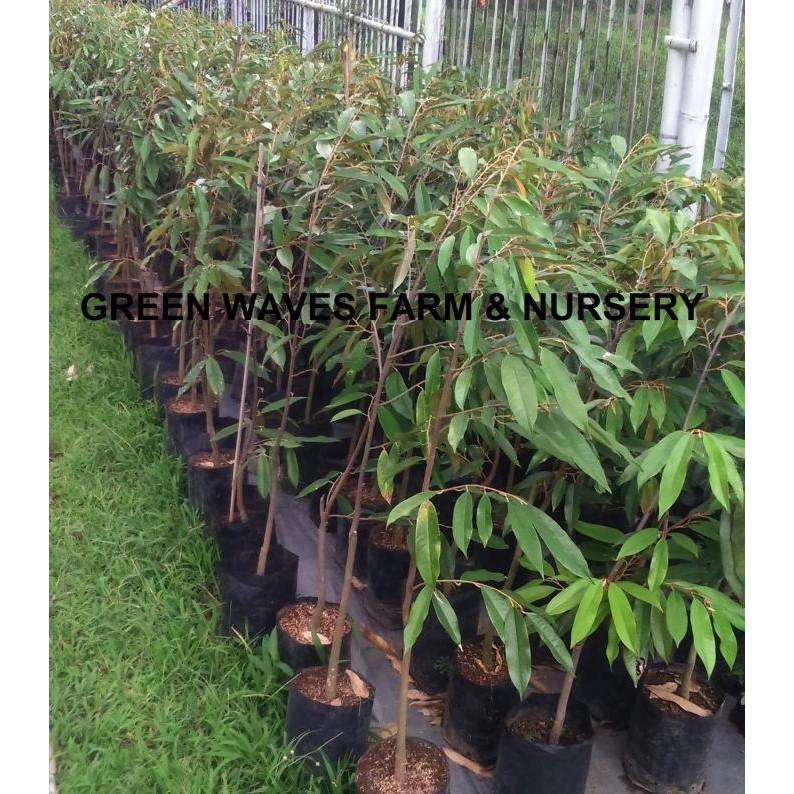 

Terlaris Diskon Bibit Durian Musang King/Raja Kunyit (D197) 90 Cm - 1 M