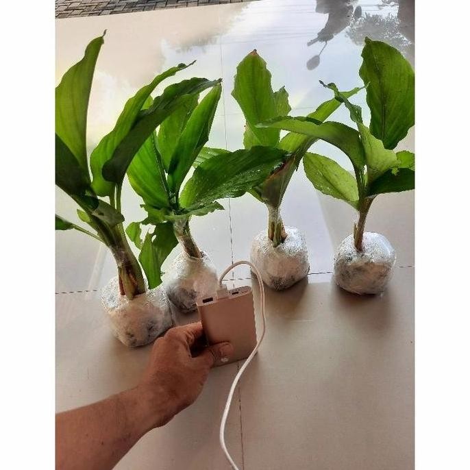 

Terlaris Bibit Tanaman Hidup Kunyit Hitam Asli