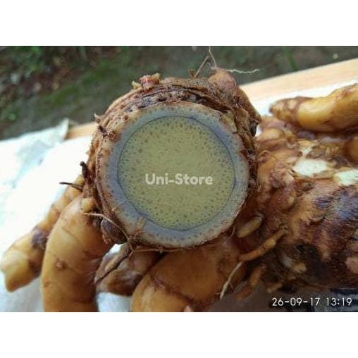 

Terlaris 1Kg Temu Hitam Segar / Ireng/Koneng Hideung Kunyit Herbal Bibit Benih