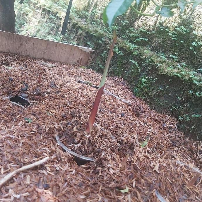 

Terlaris Bibit Kunyit Hitam Kaempferia