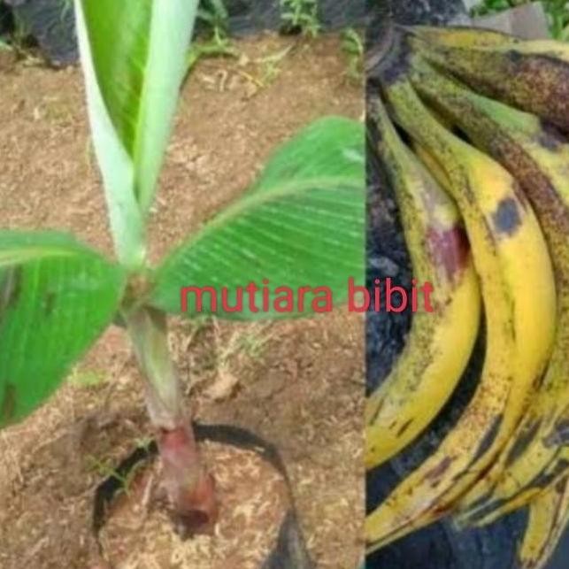 bibit pisang tanduk sukabumi UNGGULAN