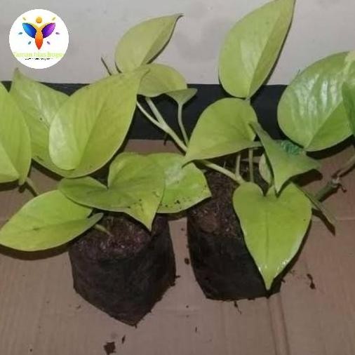 

Terlaris Bibit Stek Sirih Gading Lemon