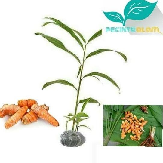 

Terlaris Bibit Tanaman Kunyit Kuning/Tanaman Herbal