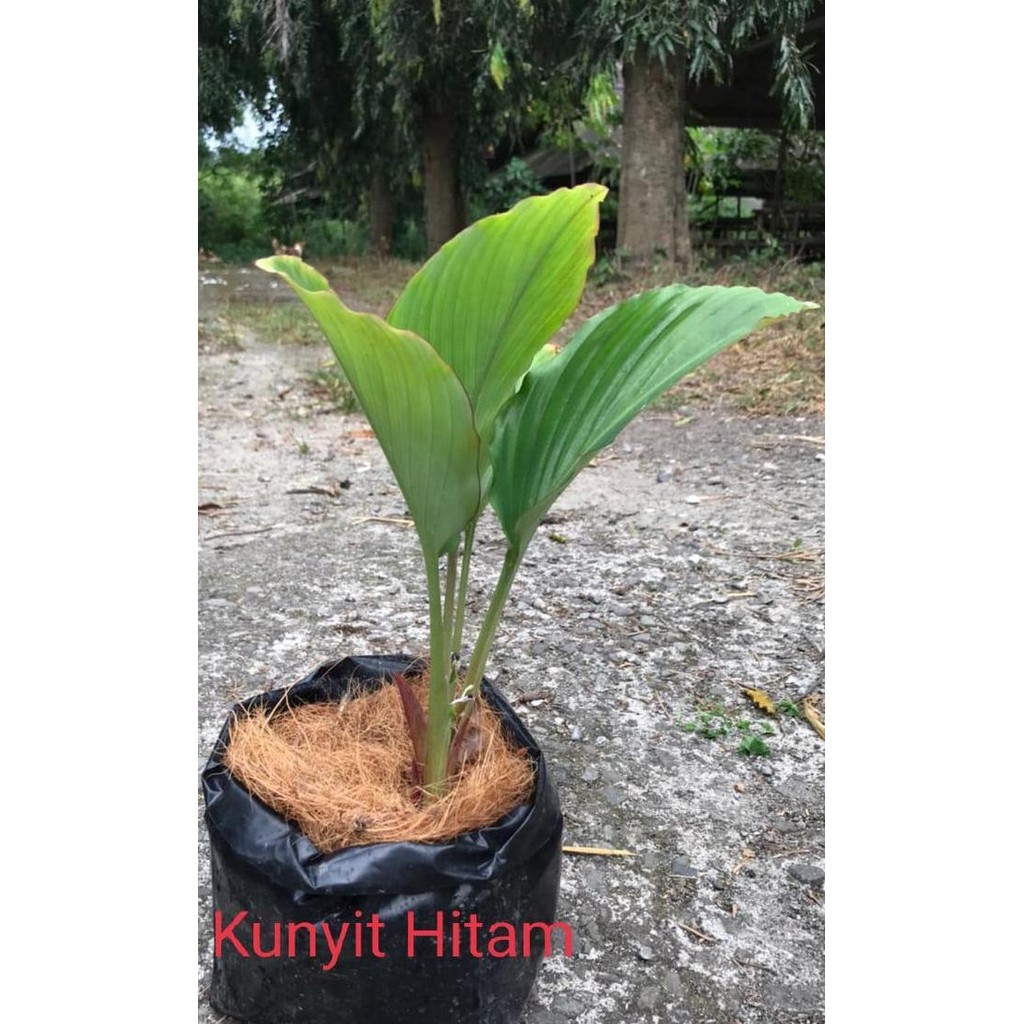 Terlaris Bibit Kunyit Hitam Indukan Hst 60 - 90 Sht