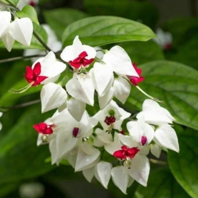 

Terlaris Jacko Design Bibit Tanaman Hias Bunga Nona Makan Sirih Plus Pot Cantik