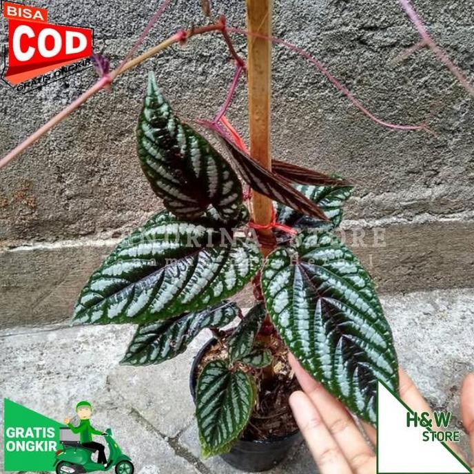 

Terlaris Bibit Tanaman Hias Sirih Keraton