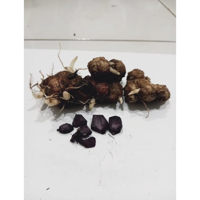 

Terlaris Rimpang Bibit Kunyit Hitam Bertunas 1 Tunas Elkrcu 1652Kr