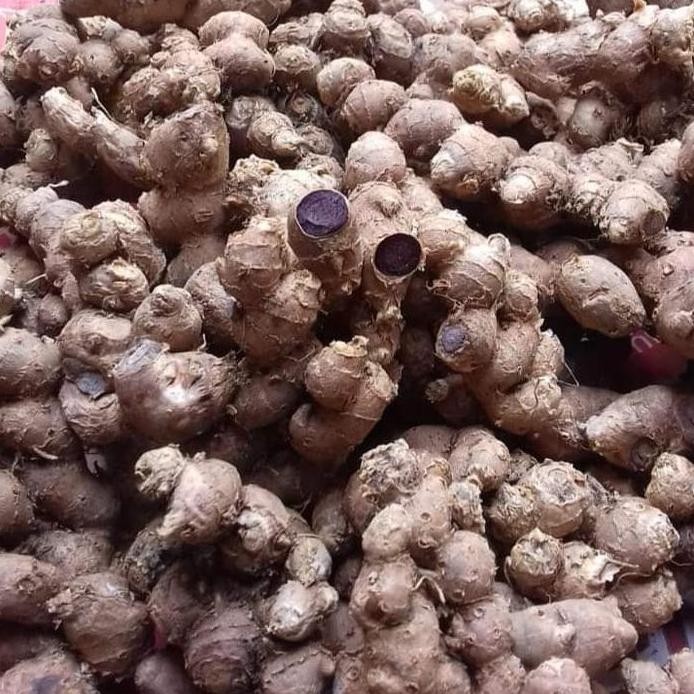 

Terlaris Bibit Rimpang Kunyit Hitam Asli India, 1 Ons.