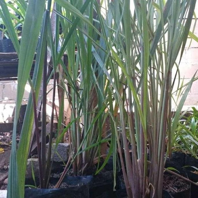 

Terlaris Bibit Herbal Sereh Merah Siap Tanam