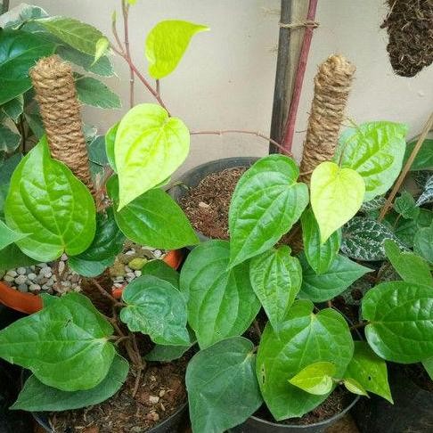 

Terlaris Bibit Sirih Hijau Sirih Herbal