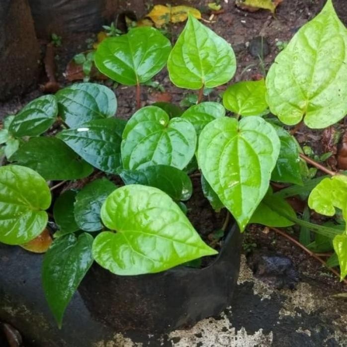 

Terlaris Bibit Tanaman Sirih Hijau Polibag Liyddo 4824Yw