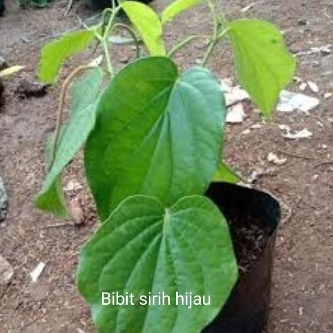 

Terlaris Tanaman Bibit Sirih Hijau