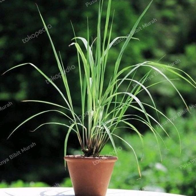 

Terlaris Pohon Herbal Serai Merah,Sere Bumbu,Sereh Wangi-Bibit Tanaman Serai