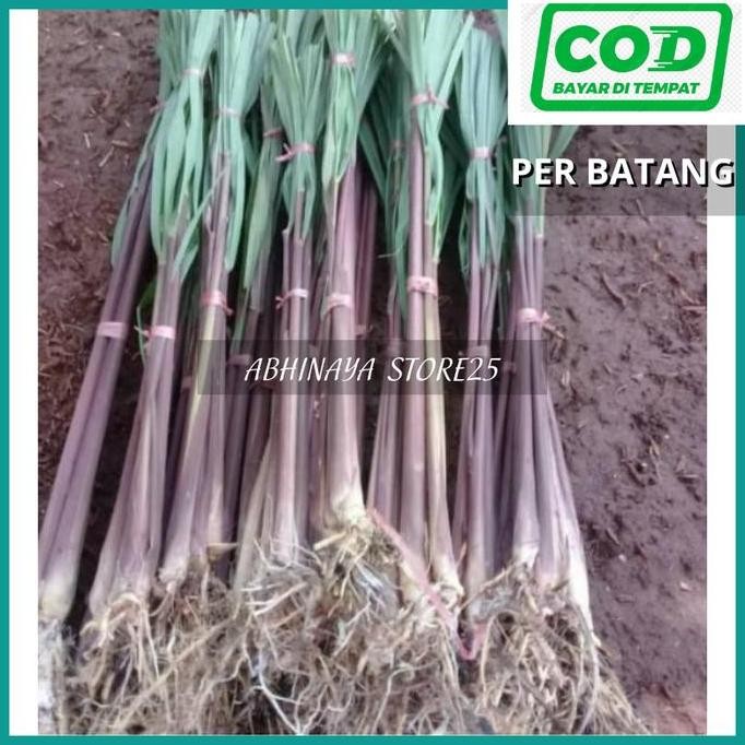 

Terlaris Bibit Serai Wangi - Bibit Sereh Merah Per Batang