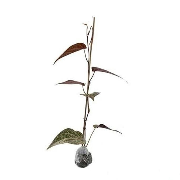 

Terlaris Bibit Tanaman Sirih Merah