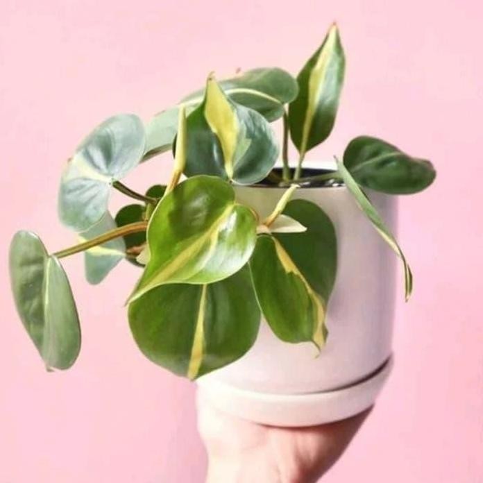 

Terlaris Bibit Tanaman Hias Sirih Gading Philo Brazil - Philo