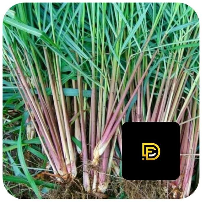 

Terlaris Bibit Sereh Wangi Bibit Sereh Merah Bibit Sereh Lanang 1 Kg