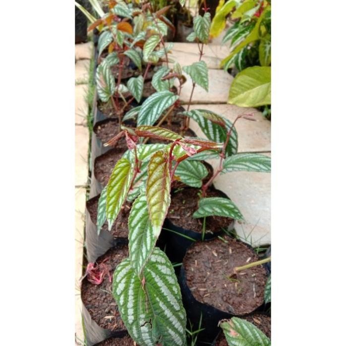 

Terlaris Bibit Sirih Keraton / Bibit Bunga Sirih Kraton Stek Murah // Bibit