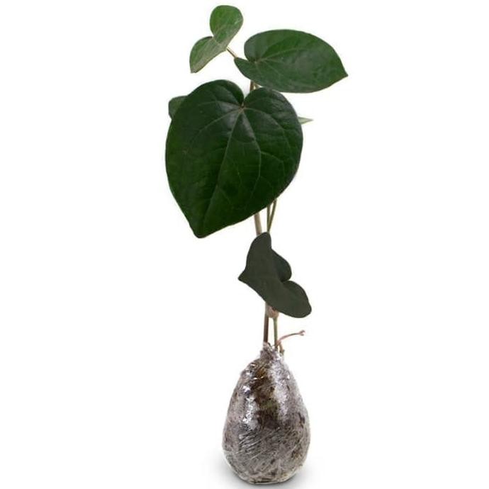 

Terlaris Bibit Tanaman Obat Sirih Hitam