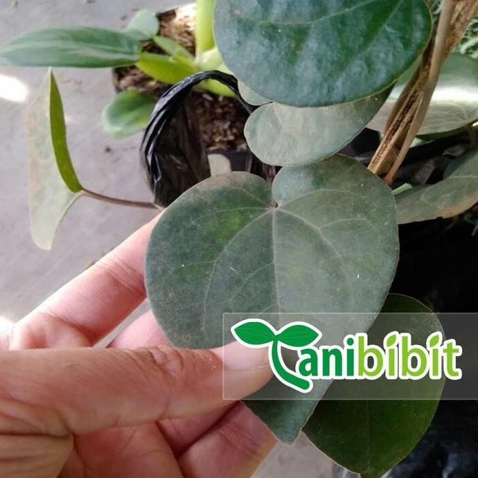 

Terlaris Bagus!! Bibit Tanaman Sirih Hitam - Pohon Daun Sirih Hitam - Obat Herbal
