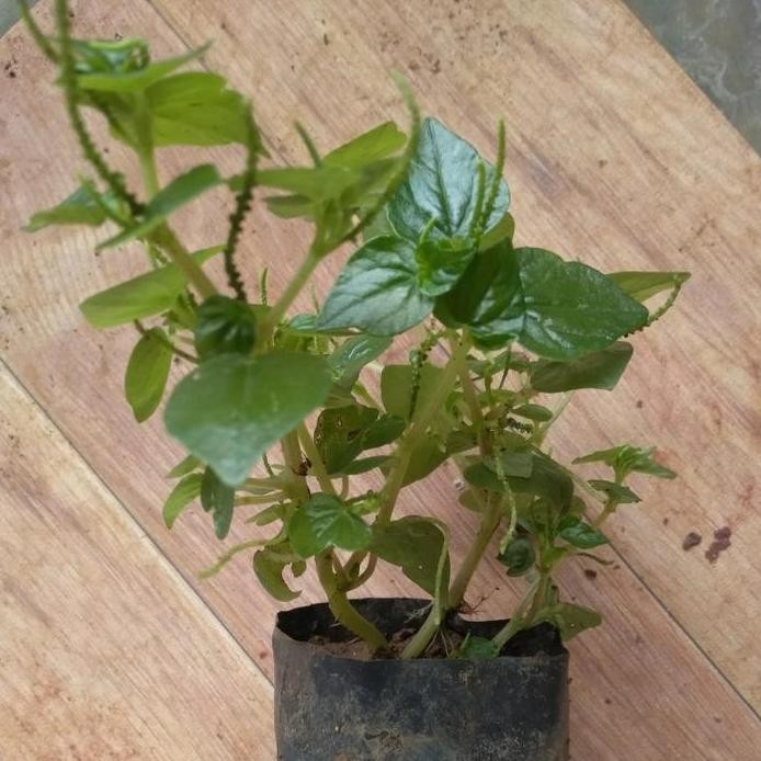 

Terlaris Bibit Daun Sirih Cina , Ketumpang Air Suruhan