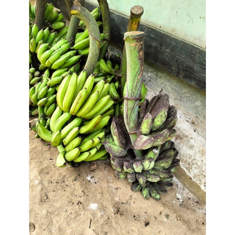 

pisang kepok 1 kg