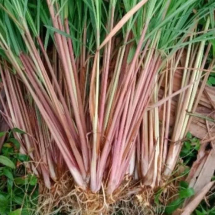 

Terlaris Bibit Sereh Merah - Bibit Sereh Wangi Sereh Lanang 1 Kg