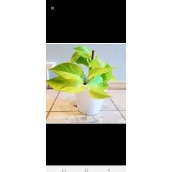 

Terlaris Bibit Tanaman Hias Gantung Sirih Gading Lemon..Bunga Epi Ubhmli 7125Rr