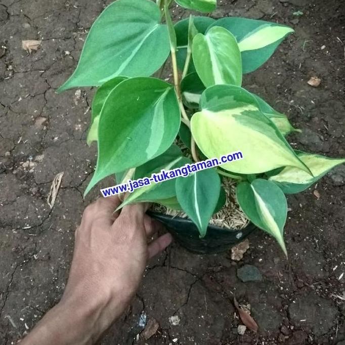 

Terlaris Bibit Tanaman Hias Philodendron Brazil / Pohon Sirih Gading Brazil