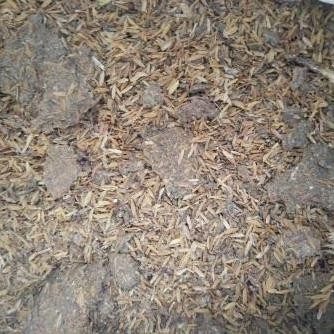 

Terlaris Pupuk Kandang Ayam | Pupuk Sekam 1Kg